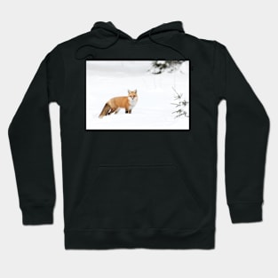 Red Fox - Algonquin Park Hoodie